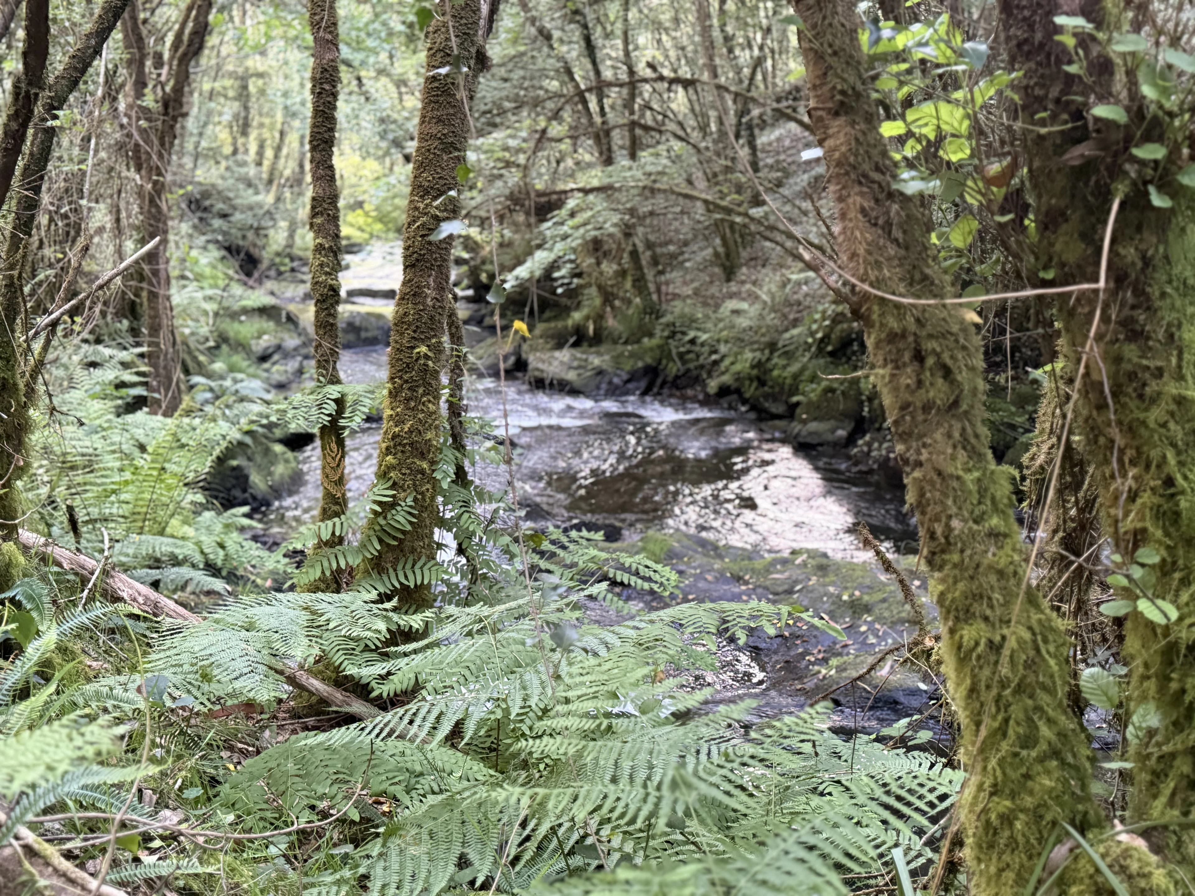 Puente sobre el río Mendo rodeado de bosque, senderismo cerca de O Lar do Carpinteiro